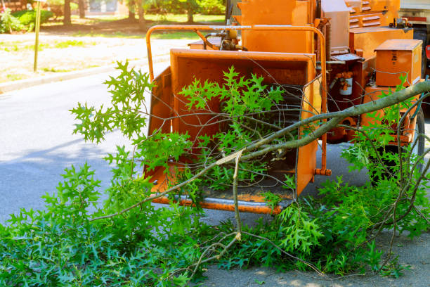 Best Tree Disease Treatment  in Cresskill, NJ