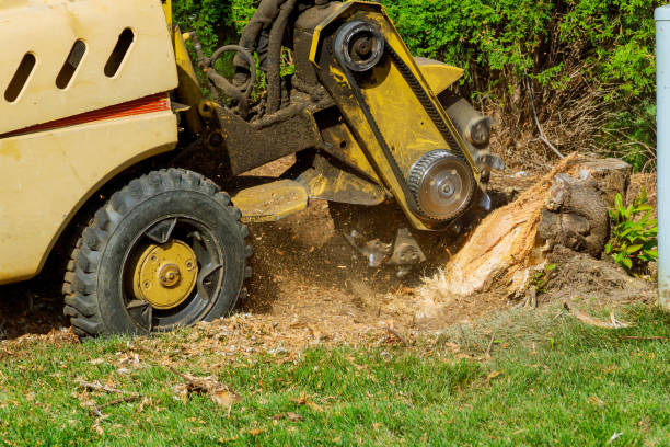 Best Sod Installation  in Cresskill, NJ