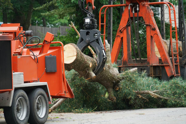 Best Lawn Dethatching  in Cresskill, NJ