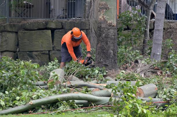 Best Tree Removal  in Cresskill, NJ